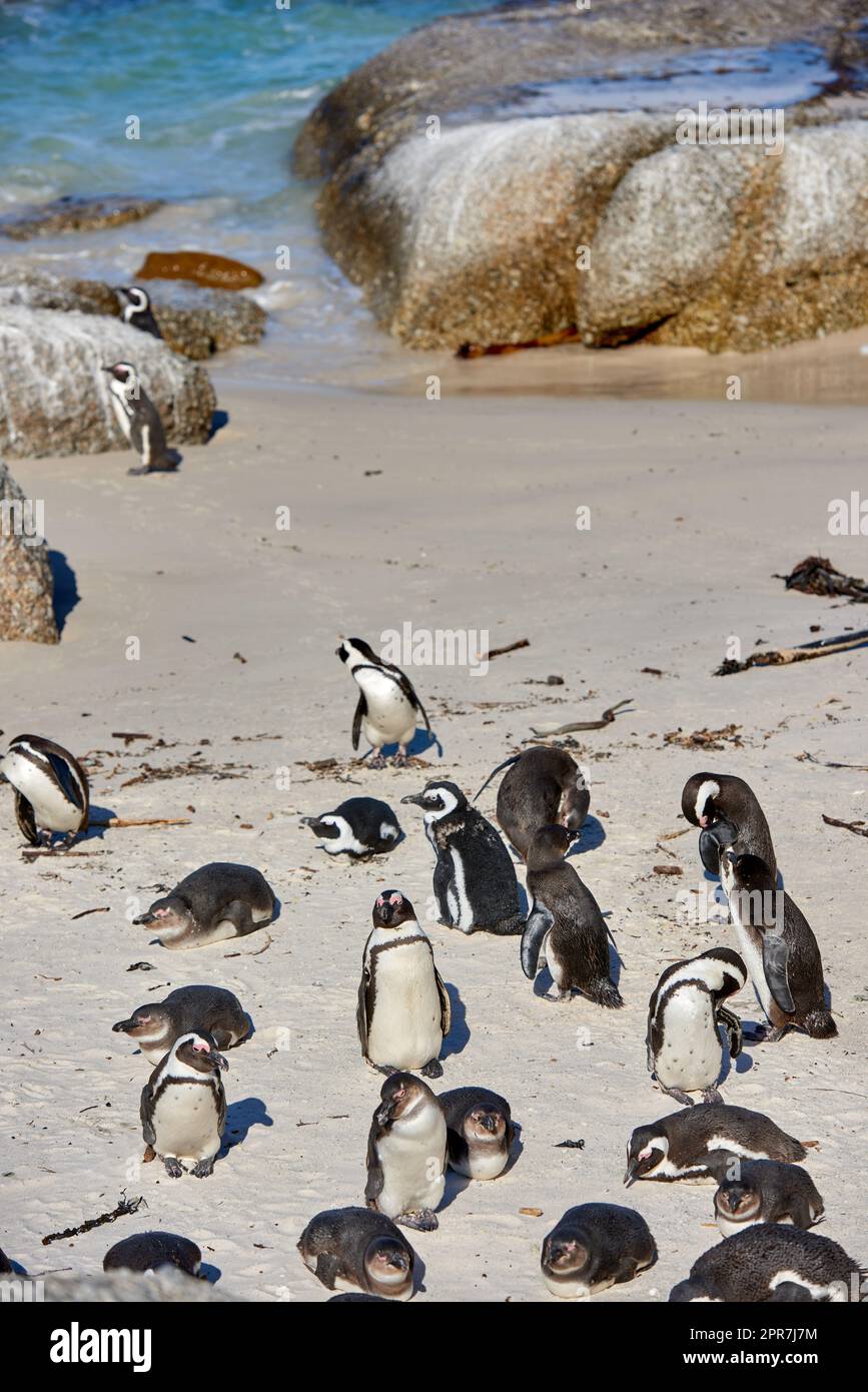 Schwarzfußpinguinkolonie an Boulders Beach, Brutküste und Naturschutzgebiet in Südafrika. Gruppe geschützter, gefährdeter Wasservögel und Wasservögel für den Tourismus Stockfoto