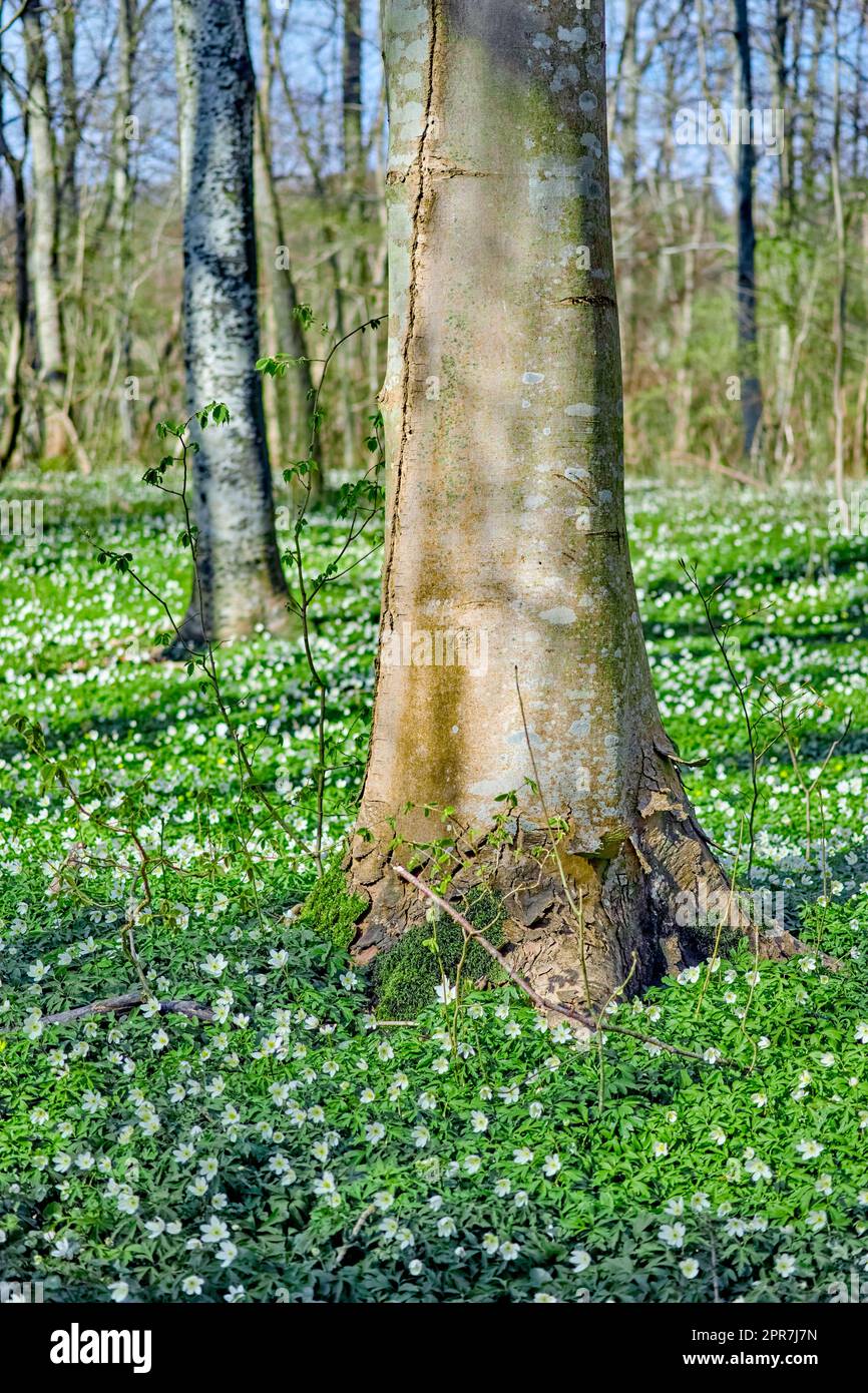 Blumenfeld mit Bäumen in einem Wald. Wunderschöne Landschaft mit vielen Holz-Anemonen-Blumen, die in der Nähe eines Birkenstammes auf einer Frühlingswiese blühen oder wachsen. Schöne weiße Blütenpflanzen oder Wildblumen in der Natur Stockfoto