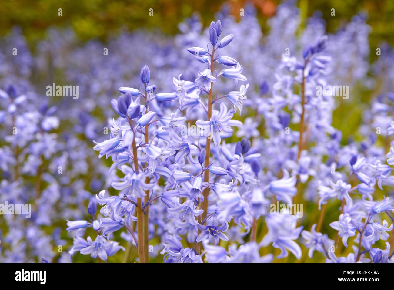 Im Frühling auf einer Wiese mit lebendigen Blumen. Atemberaubende violette Blüten von Blauen Glocken oder Hyazinthen in einem wilden, verschwommenen Feld. Nahaufnahme einer farbenfrohen Naturszene in einem Garten oder auf dem Land Stockfoto