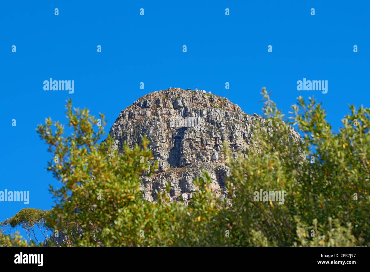 Landschaftsblick auf den Lions Head Mountain in einem beliebten Tourismus- oder Wanderziel. Unebenes Gelände mit blauem Himmel, Kopierraum und üppig grünen Bäumen oder Pflanzen, die im abgelegenen, wilden Kapstadt, Südafrika, wachsen Stockfoto