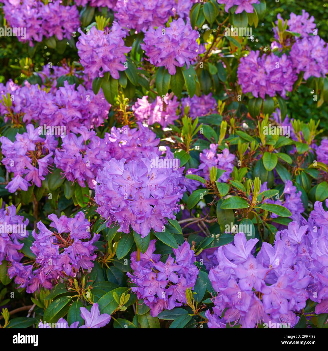 Lila Rhododendron wächst in einem Garten von oben. Violette blühende Pflanzen blühen und blühen im Sommer in einem Park. Wunderschöne Flora, die auf einer Wiese oder auf einem Feld in der Natur blüht Stockfoto