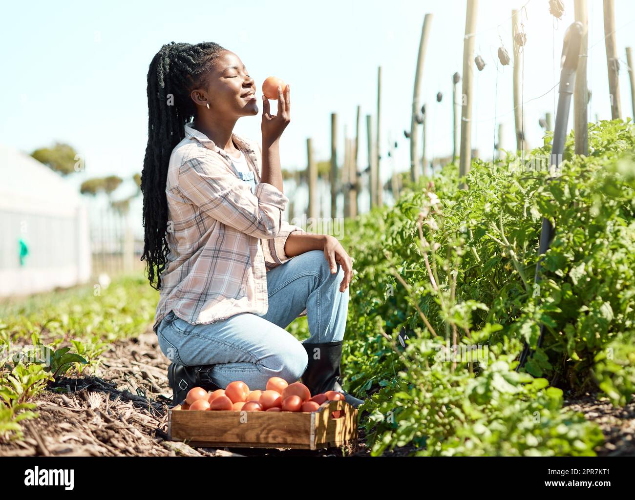 Junger Bauer, der den Duft einer frischen Tomate genießt. Landwirt, der Bio-Tomaten erntet. Ein afroamerikanischer Bauer mit einer rohen, reifen Tomate. Ein Bauer, der eine frische Tomate riecht Stockfoto