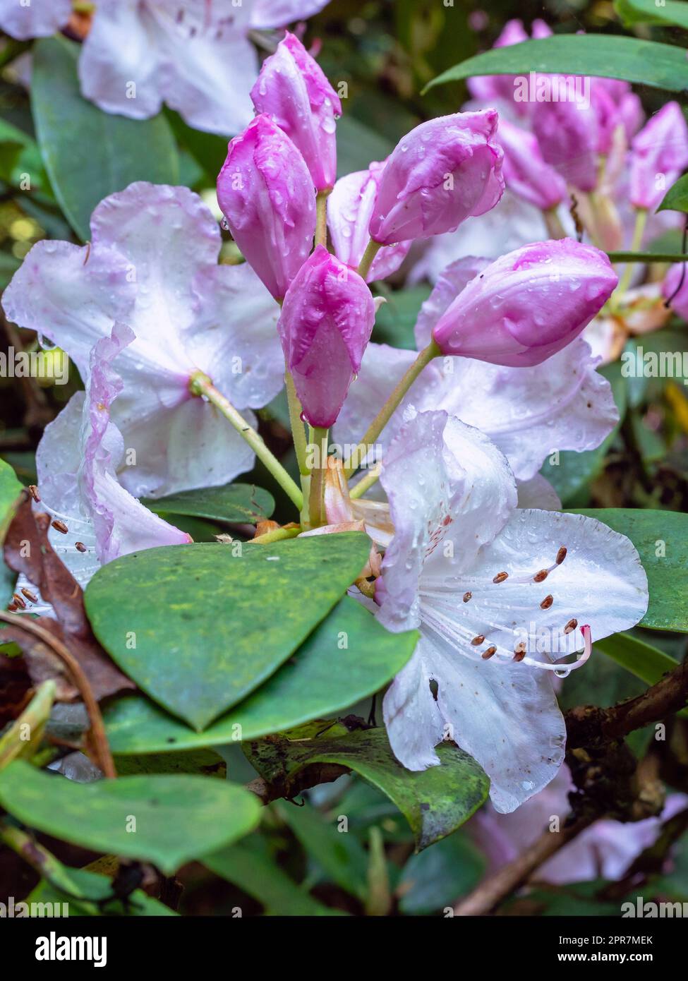 Nahaufnahme von schönen rosa Rhododendronblüten und Knospen Stockfoto