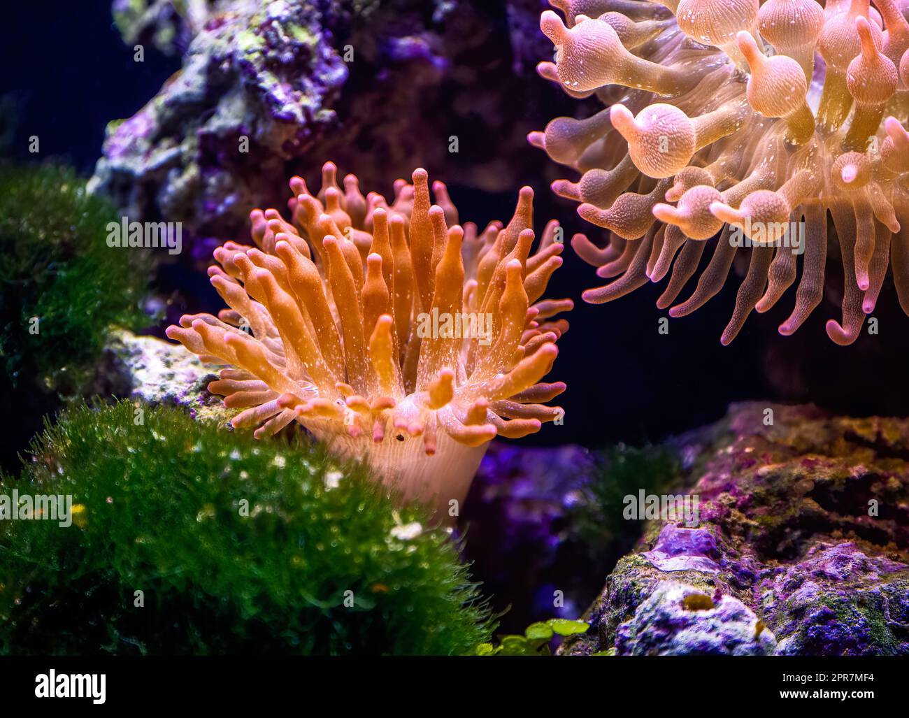Korallen in einem Salzwasseraquarium Stockfoto