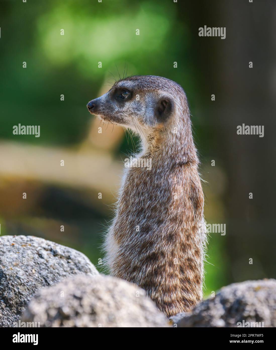 Erdmännchen-Wache, aufrecht auf einem Felsen Stockfoto