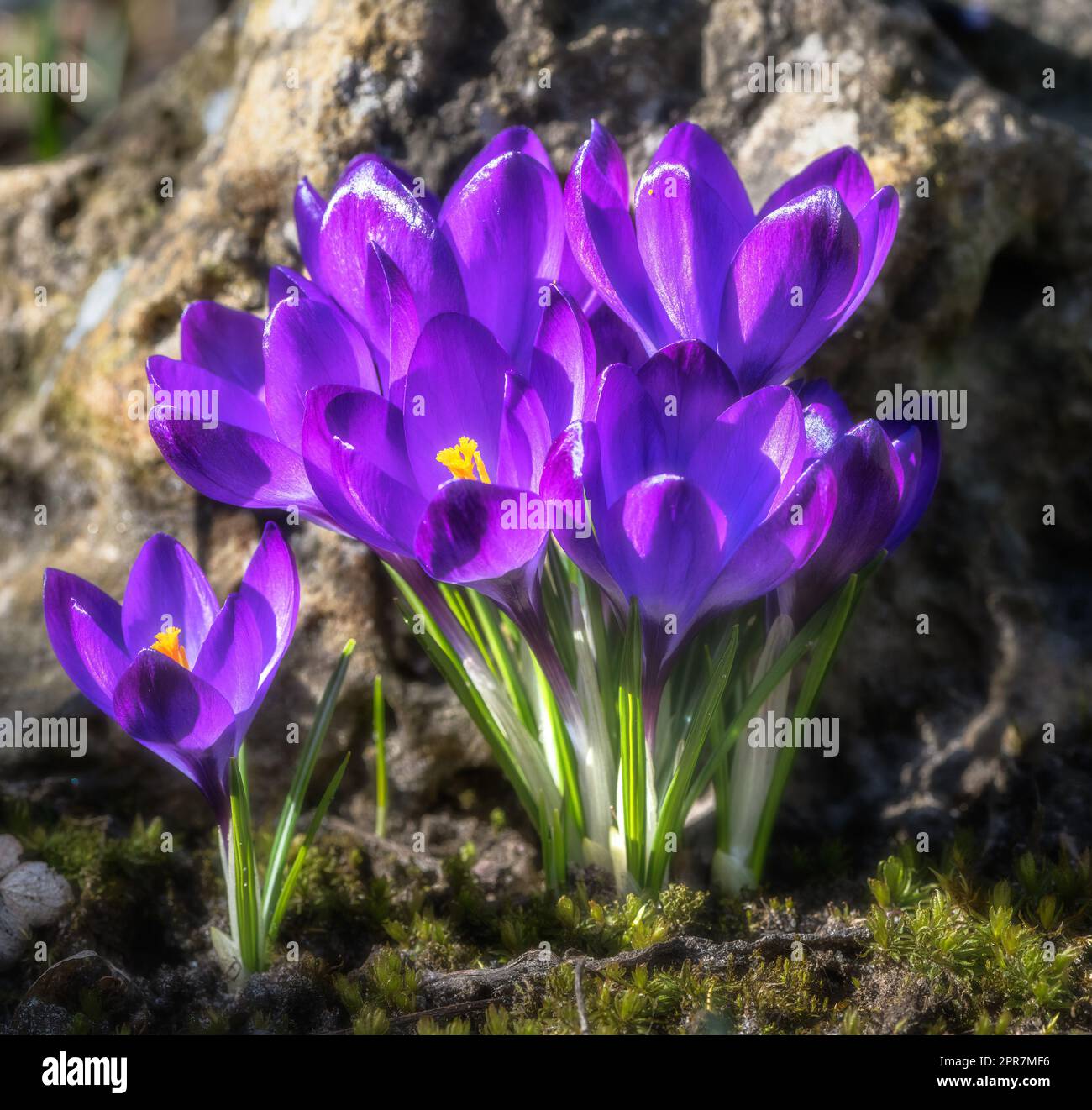 Lila Krokus Blüten Stockfoto