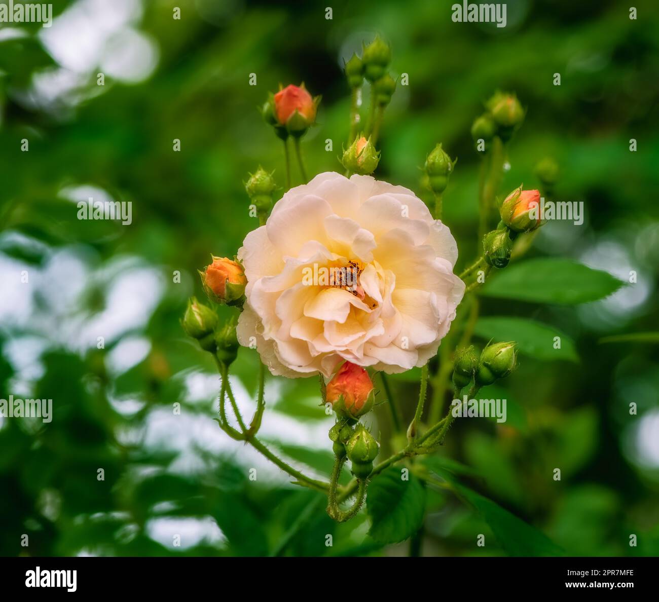 Die Blüte einer orangefarbenen Rosenblüte Stockfoto