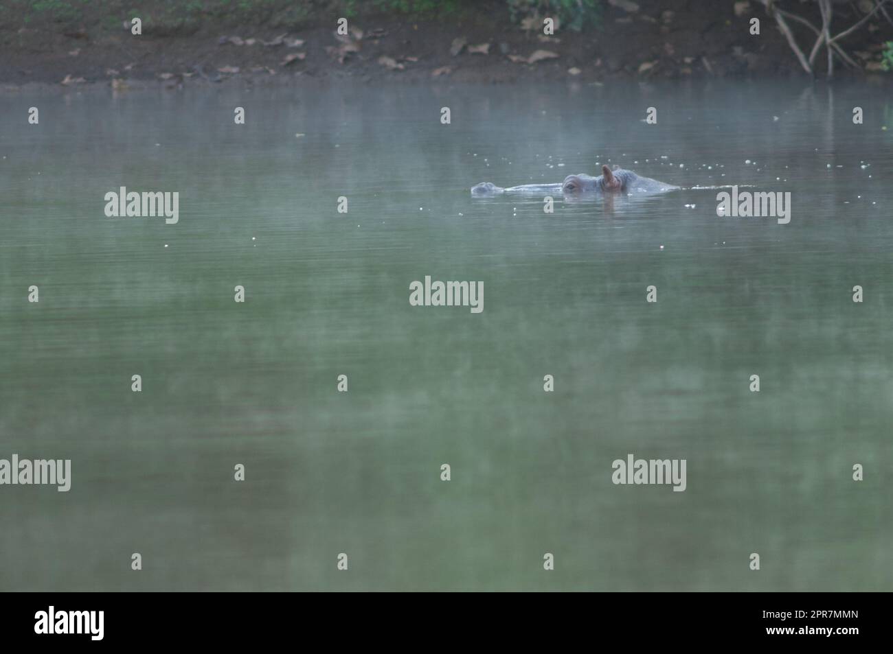 Hippopotamus Hippopotamus amphibius im Fluss Gambia. Stockfoto