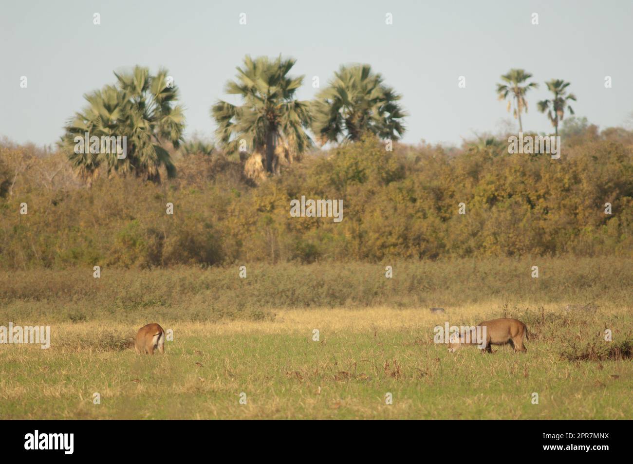 Singe-singe Wasserbucke Kobus ellipsiprymnus unctuosus. Weideweibchen. Niokolo Koba National Park. Tambacounda. Senegal. Stockfoto