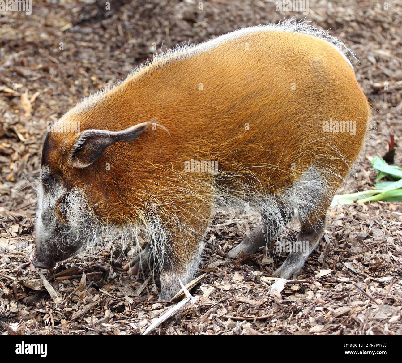 Pinselohrschwein-Schweinefleischohr (Potamochoerus porcus) Stockfoto
