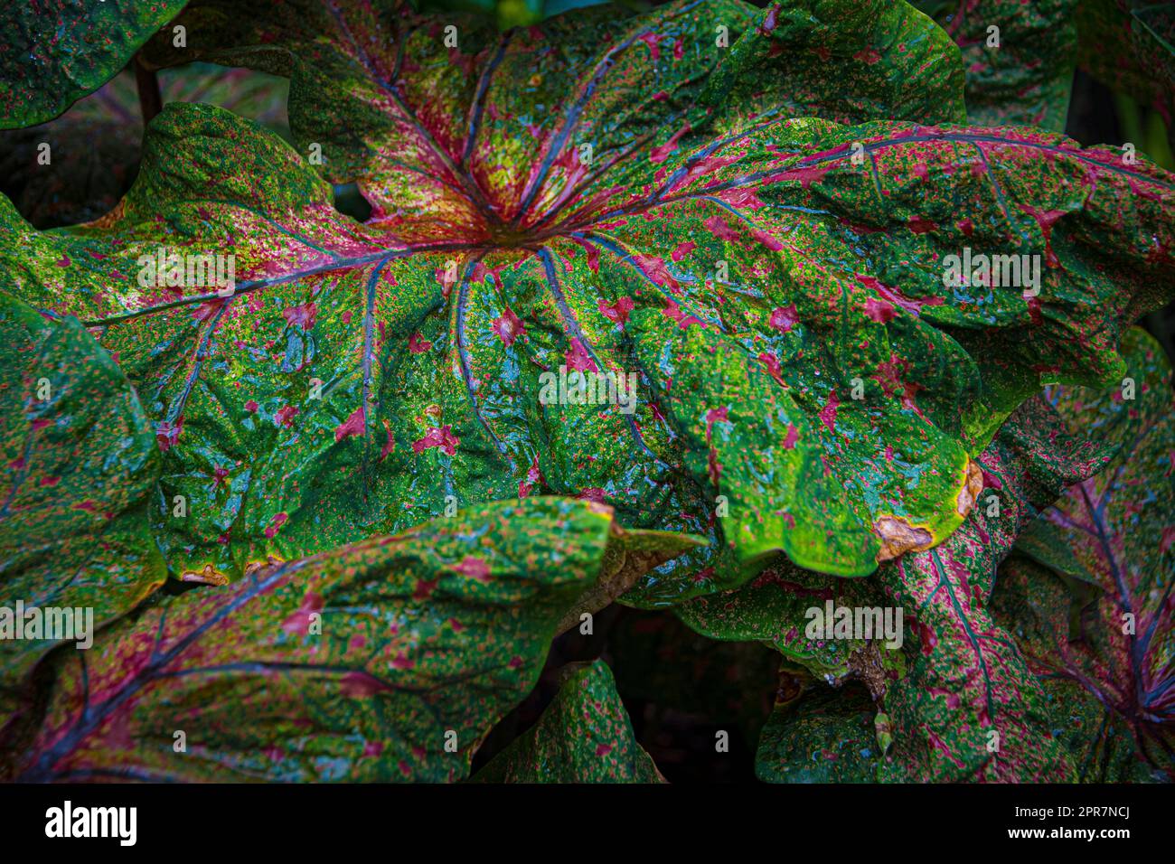 Strukturiertes Blatt aus farbenfrohem Caladium, lateinischer Name Caladium bicolor, auch Herz Jesu genannt Stockfoto