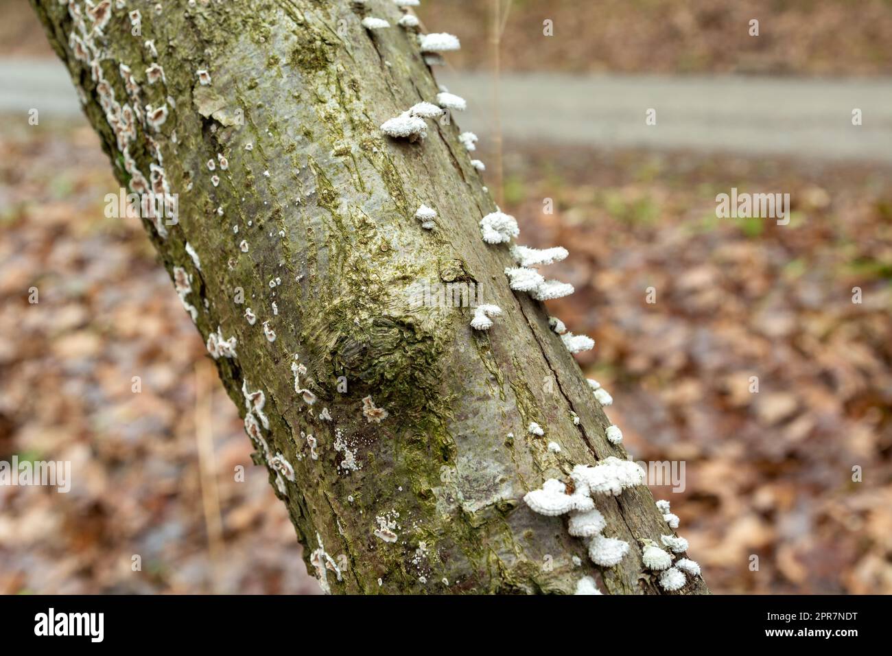Weiße Pilze auf einem Baumstamm im Wald Stockfoto