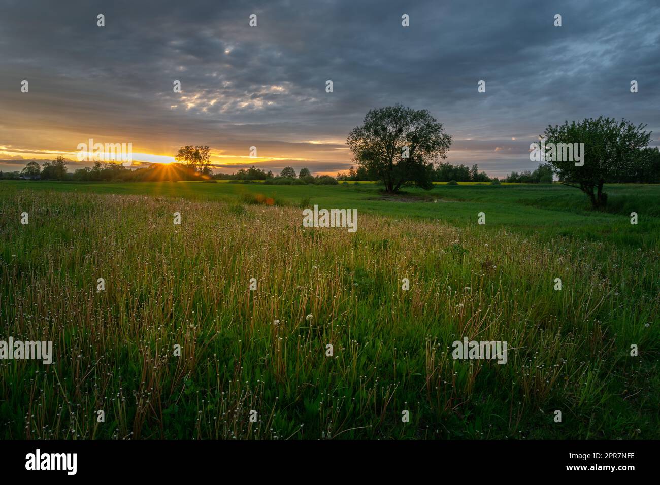 Wunderschöner Sonnenuntergang über einer grünen Wiese mit Bäumen Stockfoto
