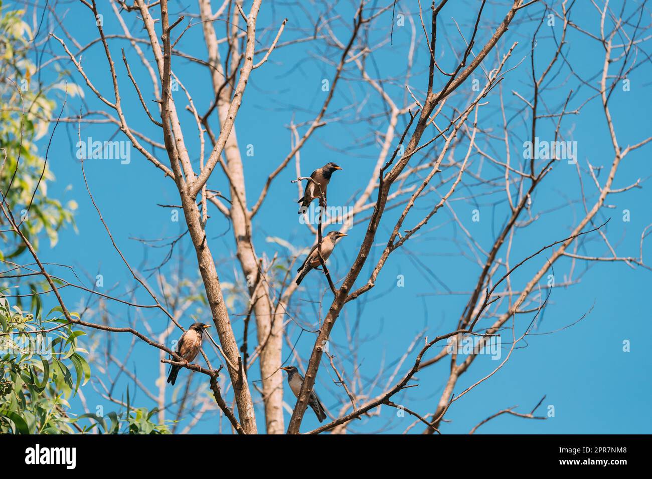 Goa, Indien. Rosy Starling Vögel Sitzen Auf Ästen Von Baum Auf Der Rückseite Des Blauen Himmels Stockfoto