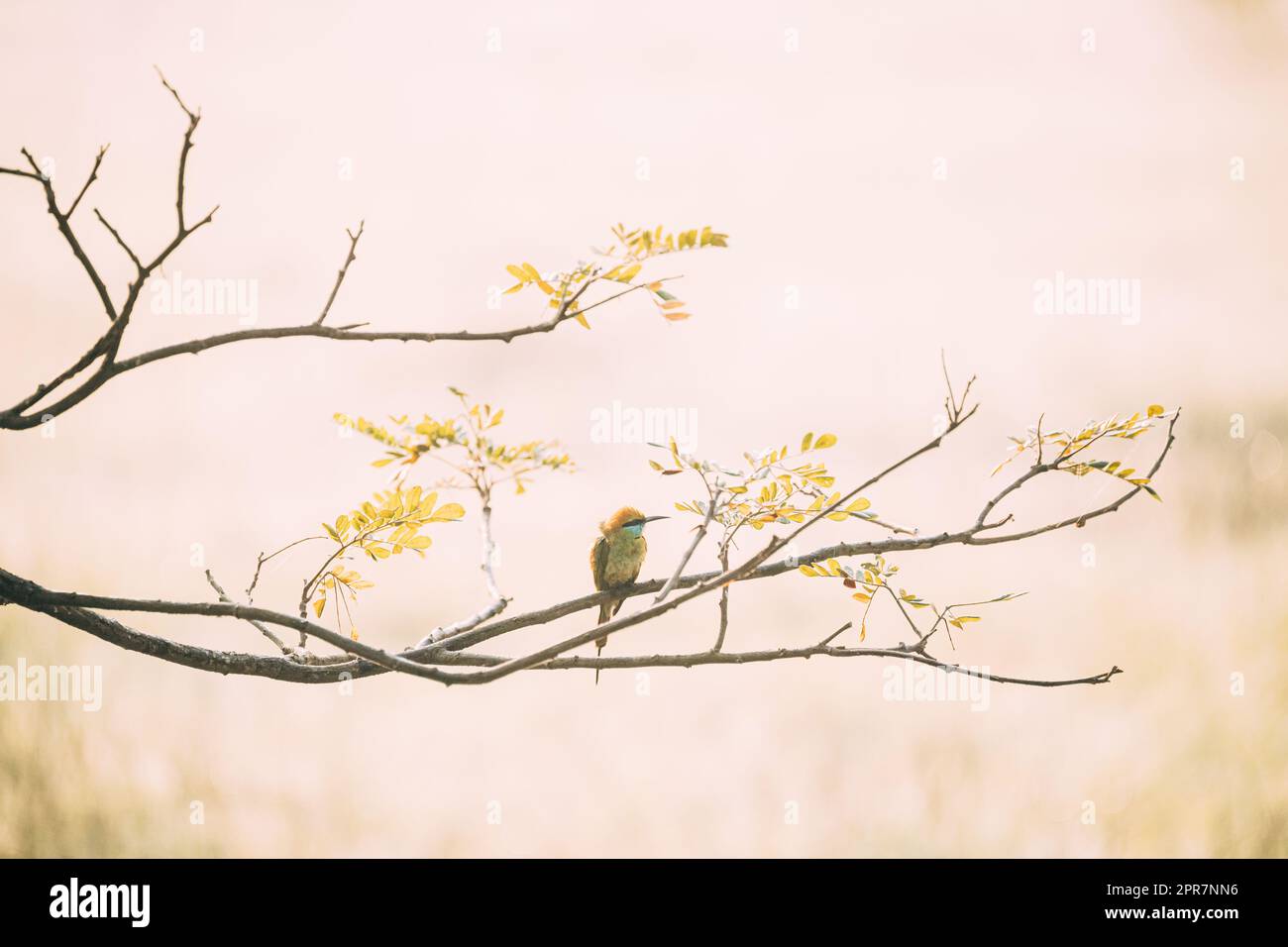 Goa, Indien. Grüner Bienenfresser, Vogel sitzt auf einem Zweig des Baumes auf blerred gelbem Hintergrund Stockfoto