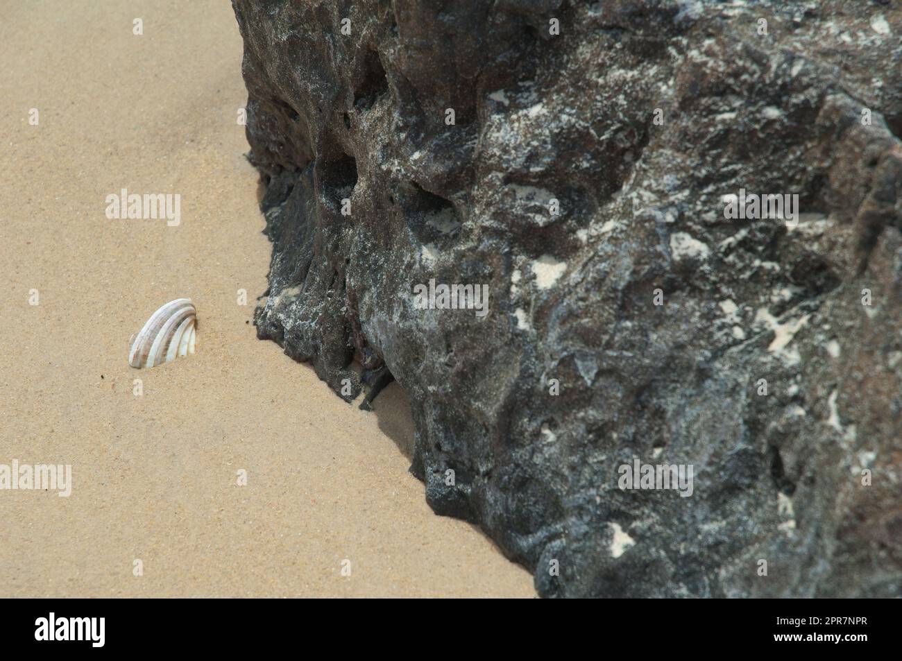 Muschel in Sand und Fels vergraben. Stockfoto