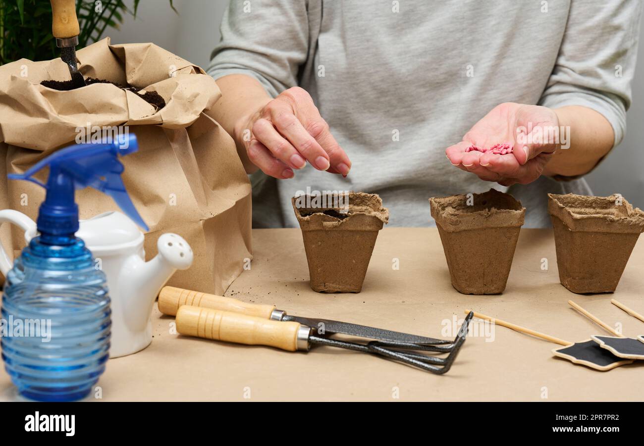 Gurkenkerne in einer weiblichen Handfläche. Pflanzen von Samen in Pappbecher zu Hause, Hobby Stockfoto