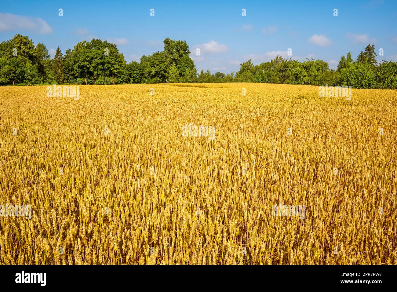 Ländliche Landschaft mit reifem Weizenfeld, Weizenohren Stockfoto