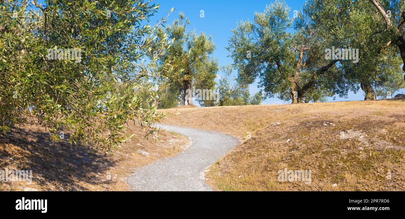 Olivenbaumanbau in Italien. Organische Plantage im Freien in ländlicher Umgebung. Stockfoto