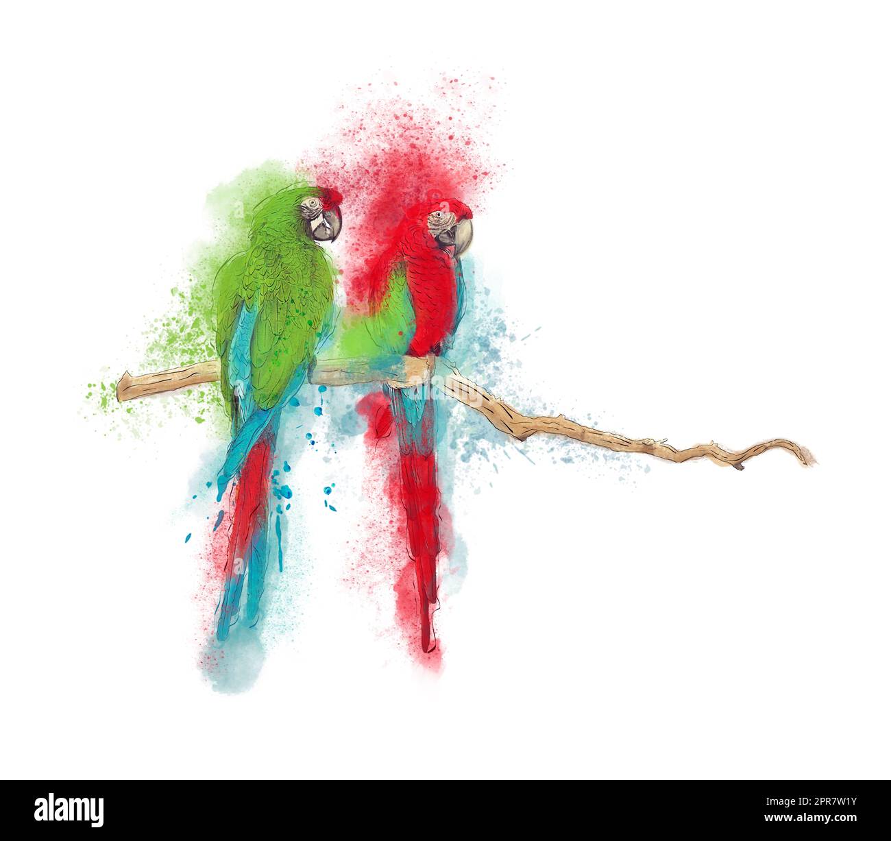Digitales Aquarellgemälde Macaw Parrots auf Weiß Stockfoto