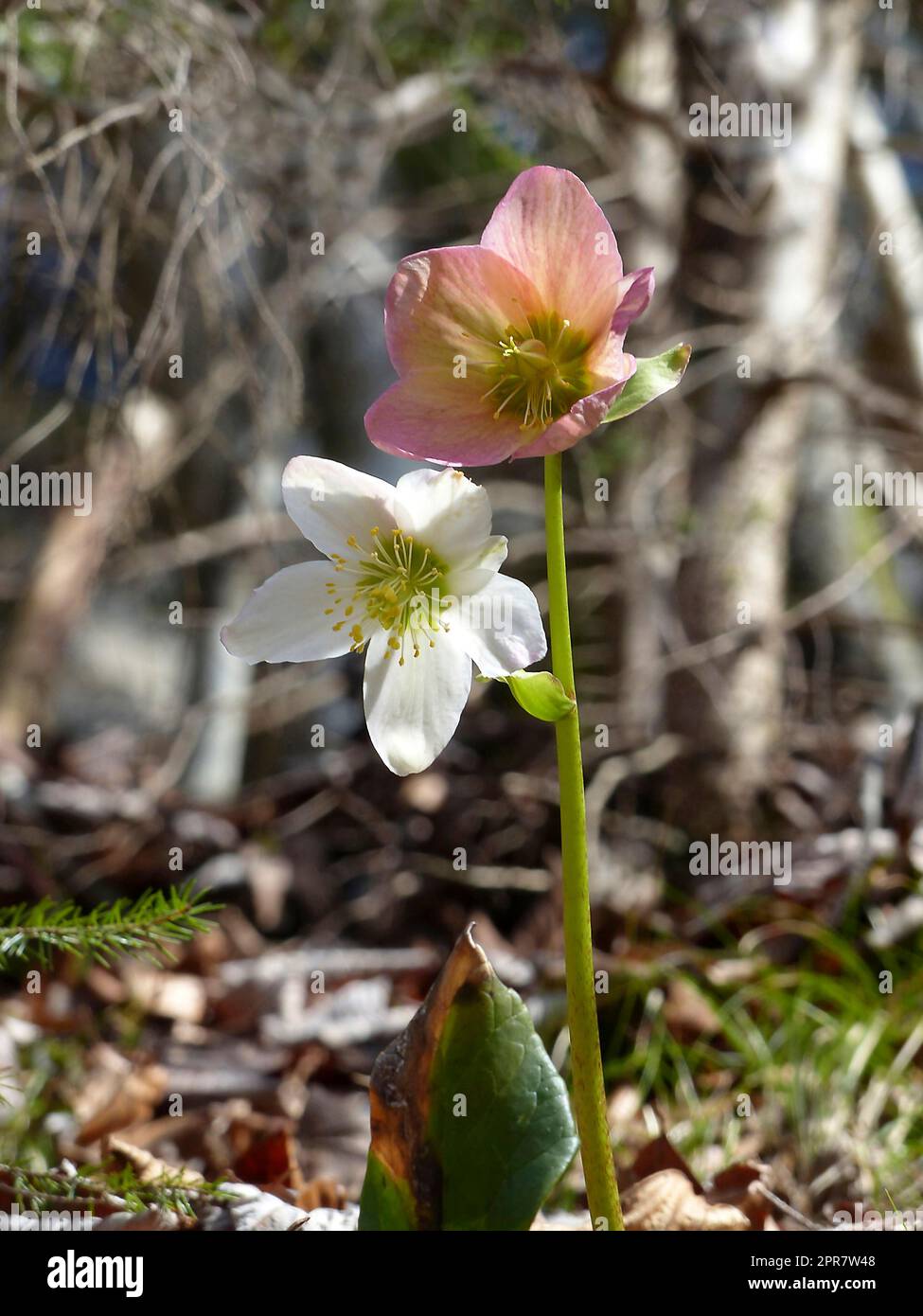 Wilde Schneerollen (Helleborus niger) im Frühling Stockfoto