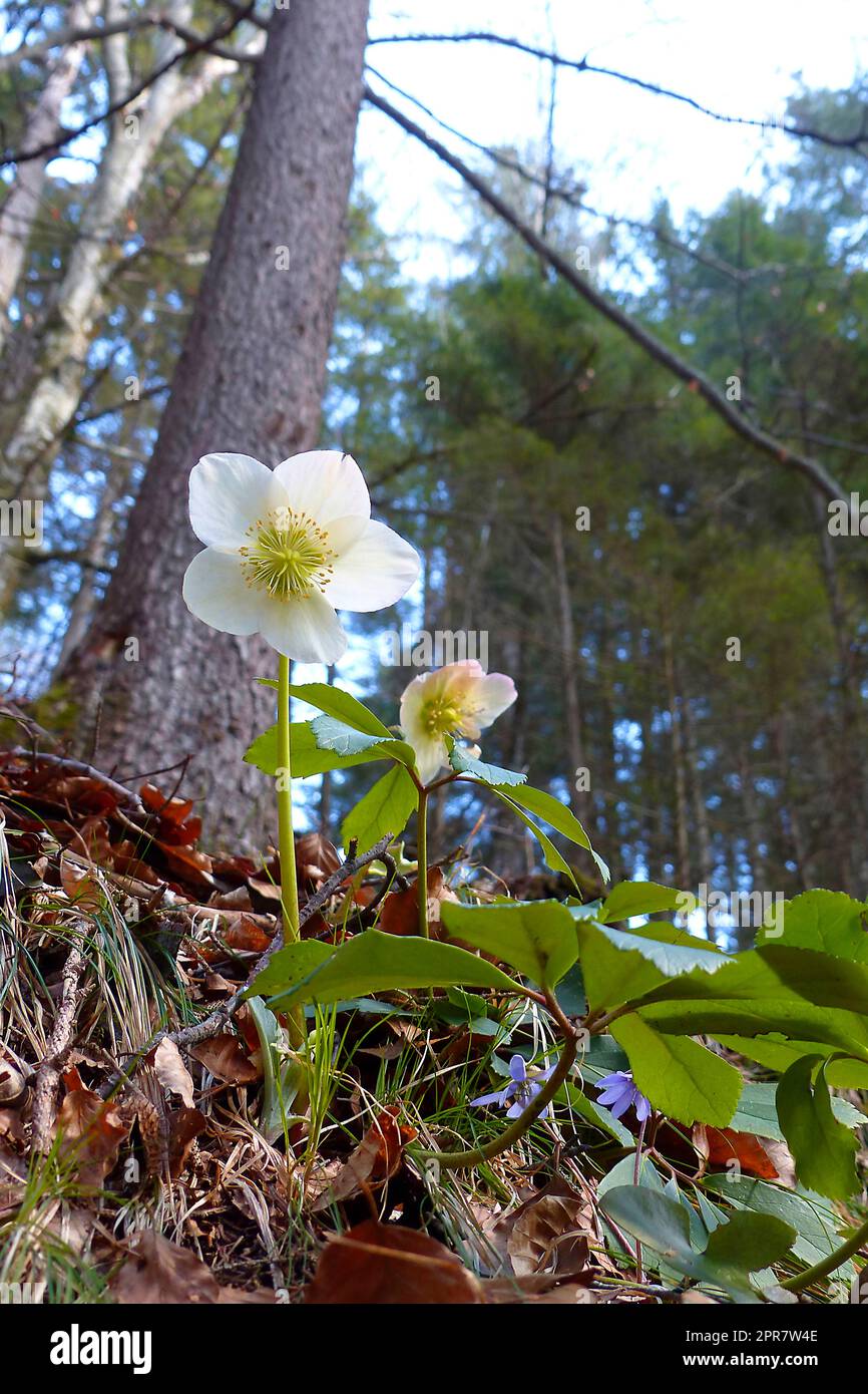 Wilde Schneerollen (Helleborus niger) im Frühling Stockfoto