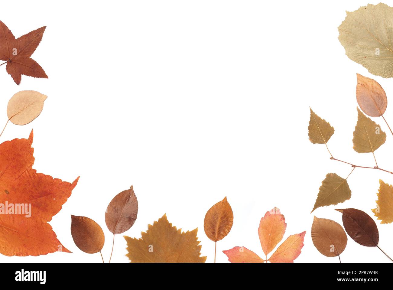 Getrocknete gepresste Herbstblätter auf weißem Hintergrund Stockfoto