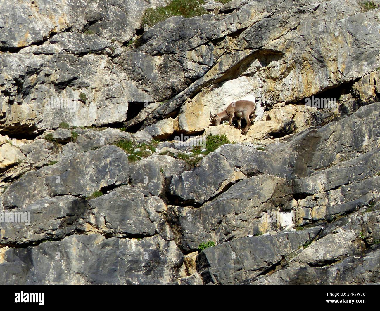 Der junge Alpenibex (Capra ibex) in den Hochgebirgen im Herbst Stockfoto