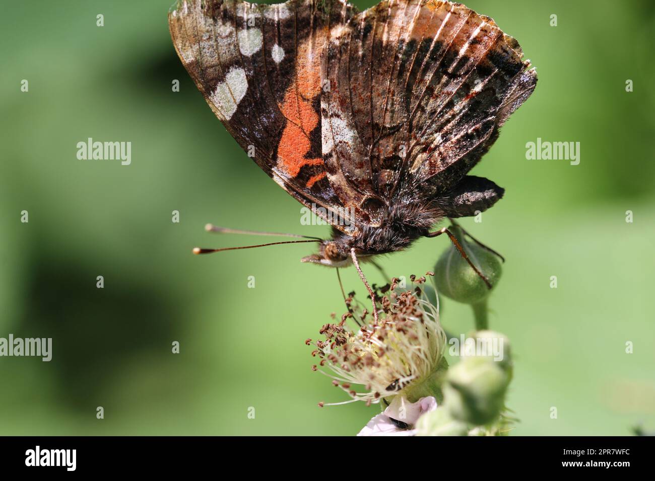 Roter Admiralsschmetterling, der Bromblume aus nächster Nähe füttert Stockfoto