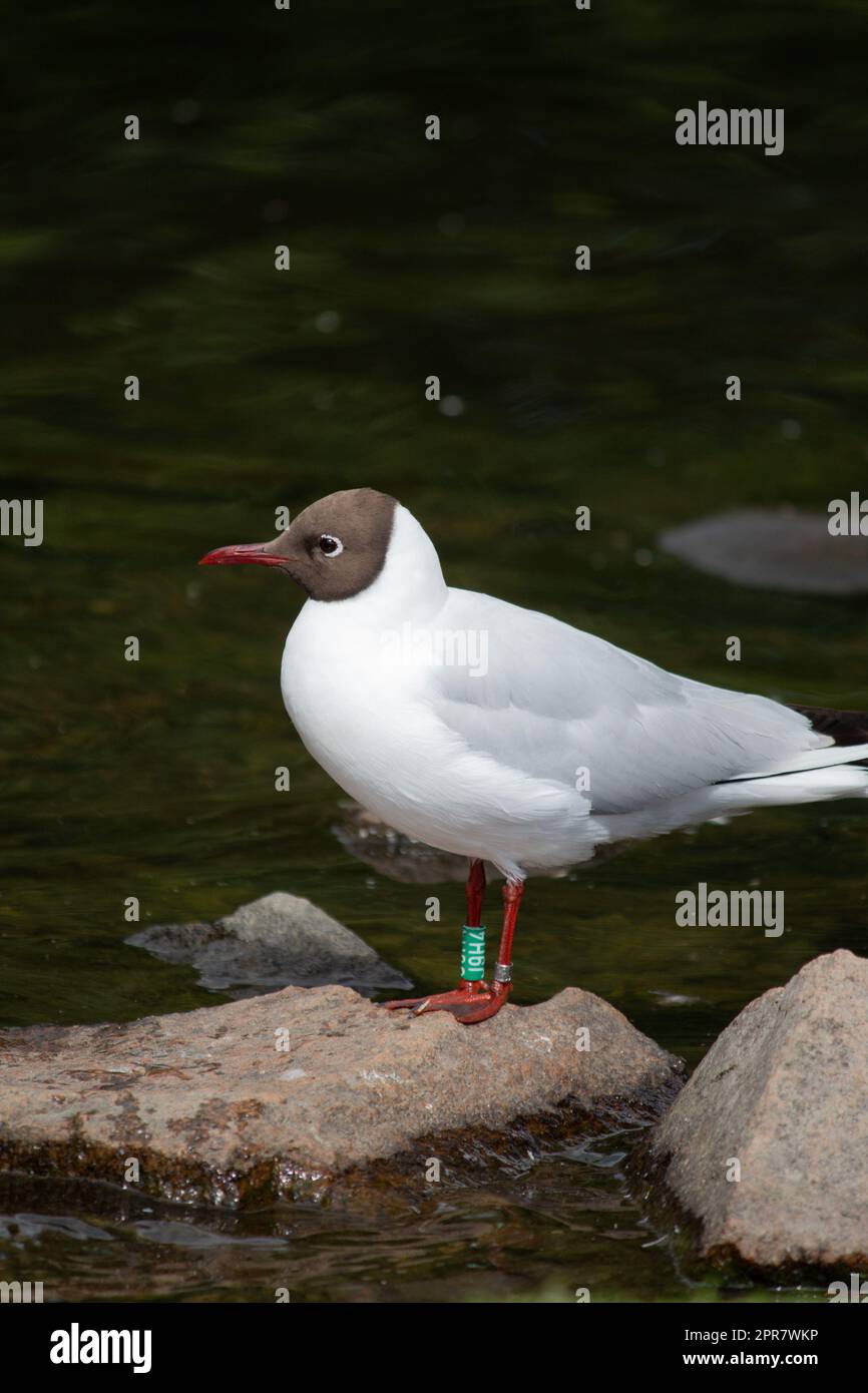 Nahaufnahme einer Schwarzkopfmöwe (Chroicocephalus ridibundus) im Sommergefieber mit dunklem Hintergrund Stockfoto