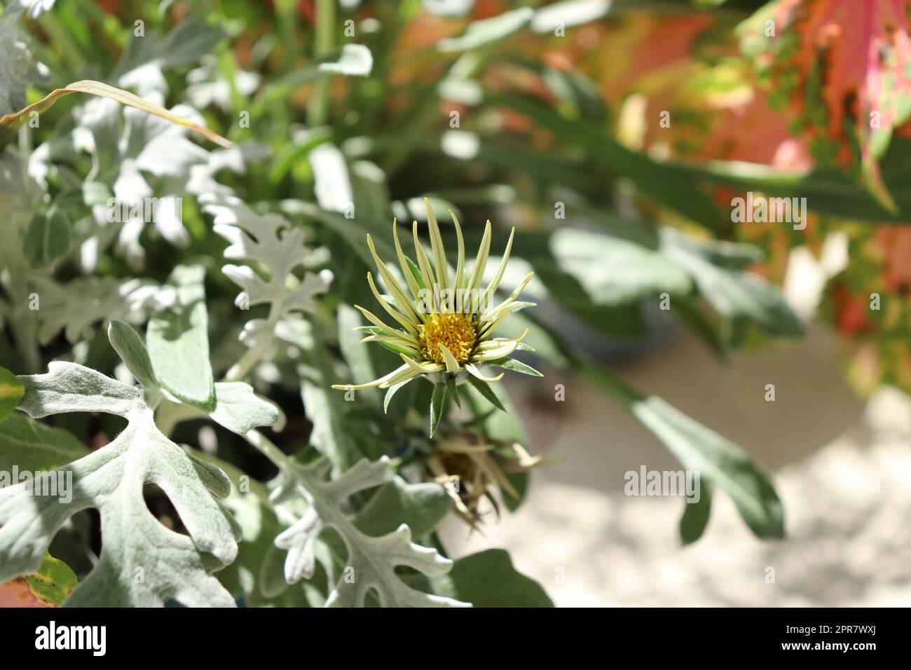 Junge afrikanische Gänseblümchen vor der Blüte Stockfoto