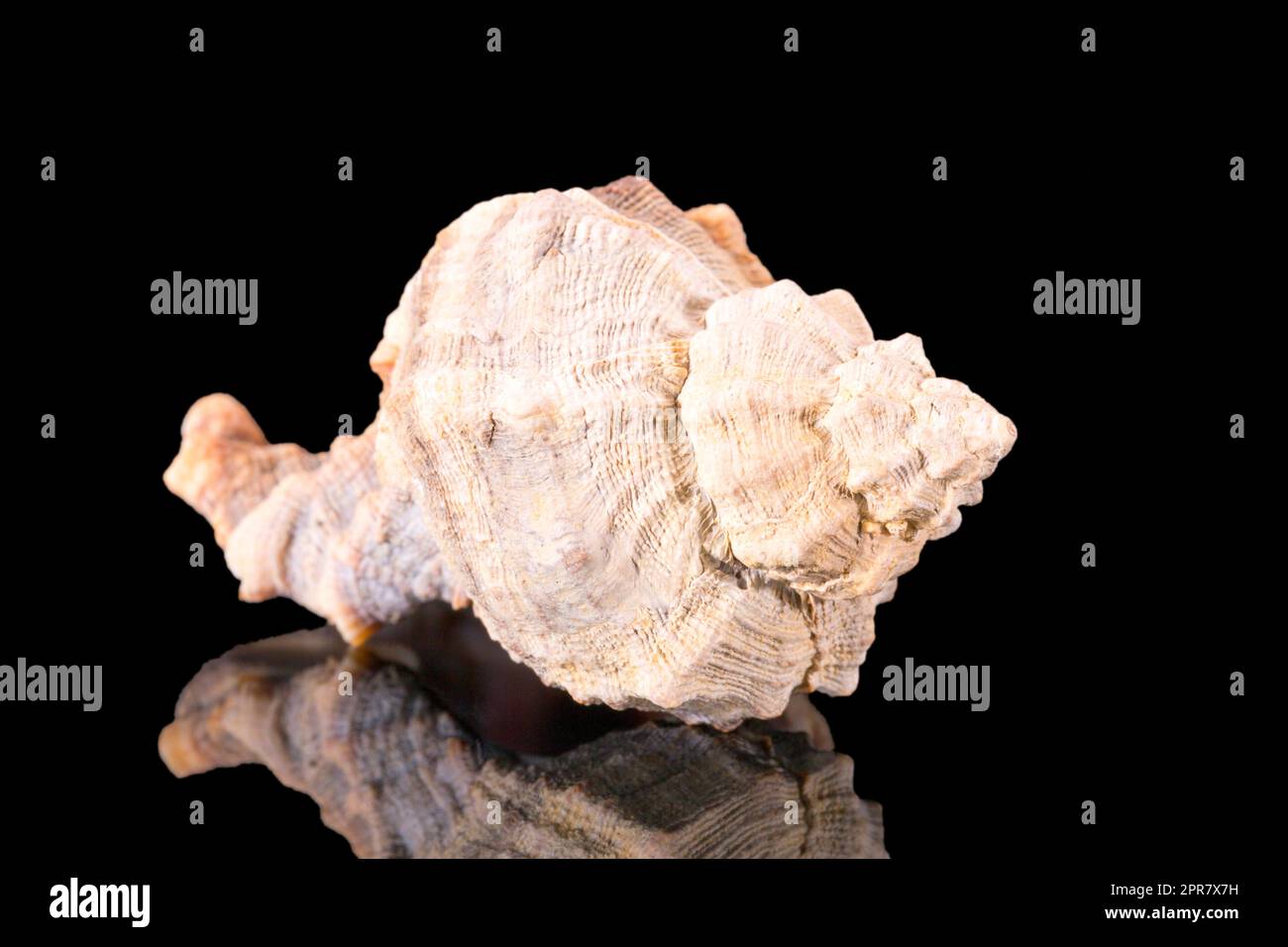 Sea Shell marine Snail auf schwarzem Hintergrund isoliert, Spiegelbild Stockfoto