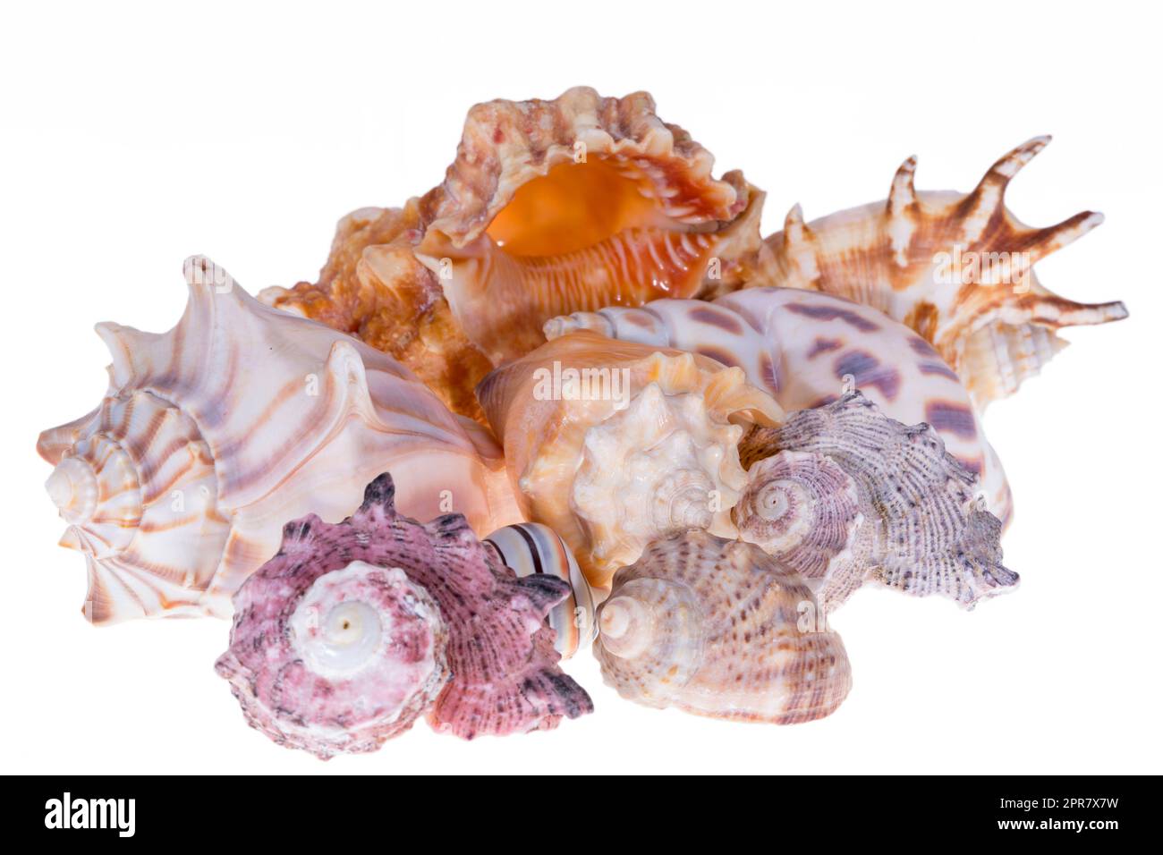 Eine Gruppe verschiedener Muscheln, isoliert auf weißem Hintergrund, Nahaufnahme Stockfoto