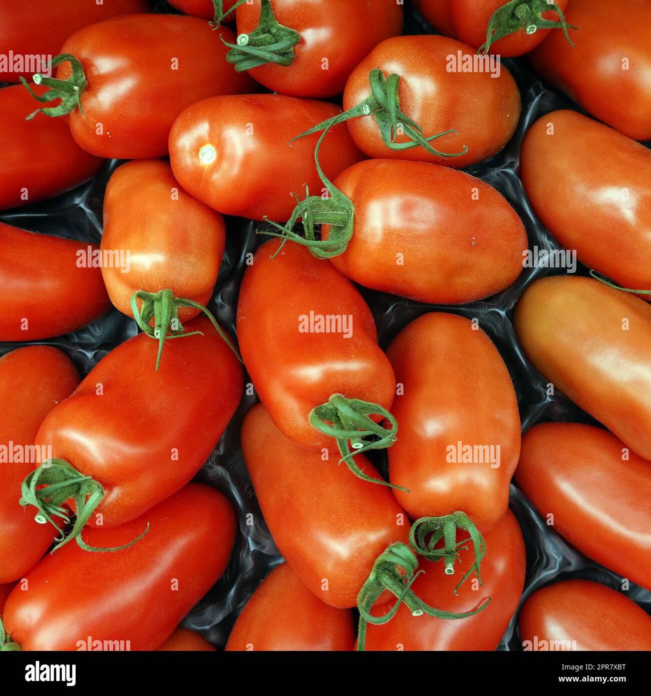 Tomaten (Solanum lycopersicum) im Gemüsegeschäft Stockfoto