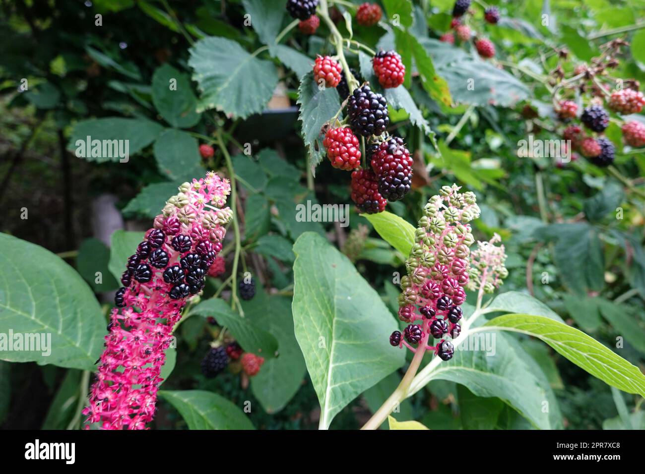 Verwechselungsgefahr zwischen Früchten der Brombeeren (Rubus) und der indischen Kermesbeere (Phytolacca acinosa) Stockfoto