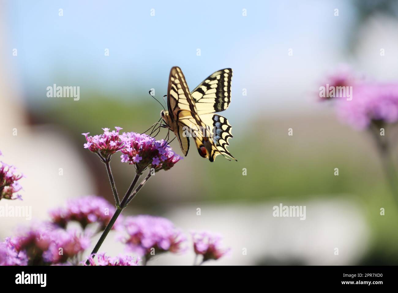 Schwalbenschwanz (Papilio machaon) auf einer Ebene Stockfoto