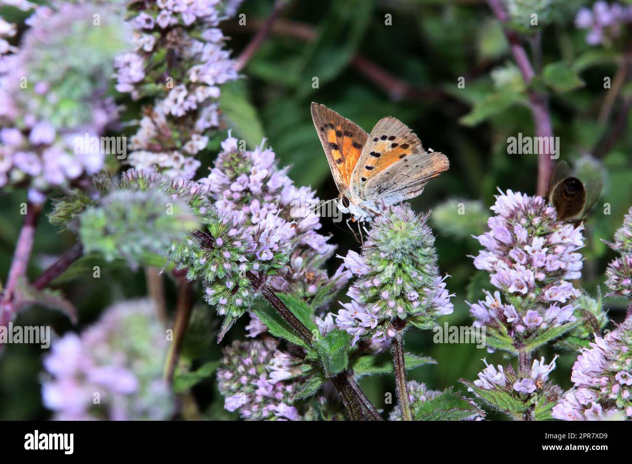 Kleine Feuerfalter (Lycaena phlaeas) auf einer Minze (Mentha spec.) im naturnahen Garten Stockfoto