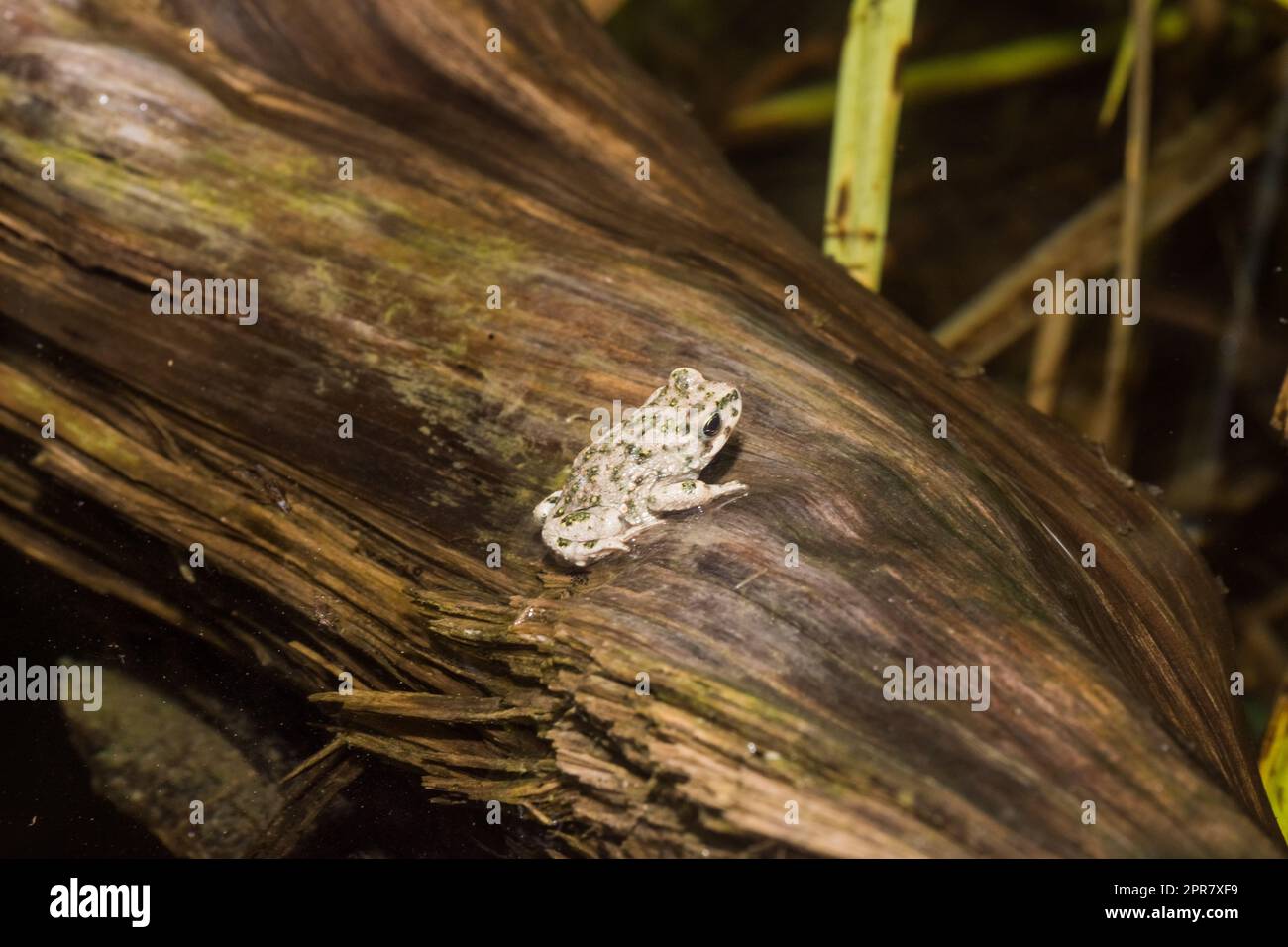 Babyfrosch sitzt auf einem alten Baumstamm Stockfoto