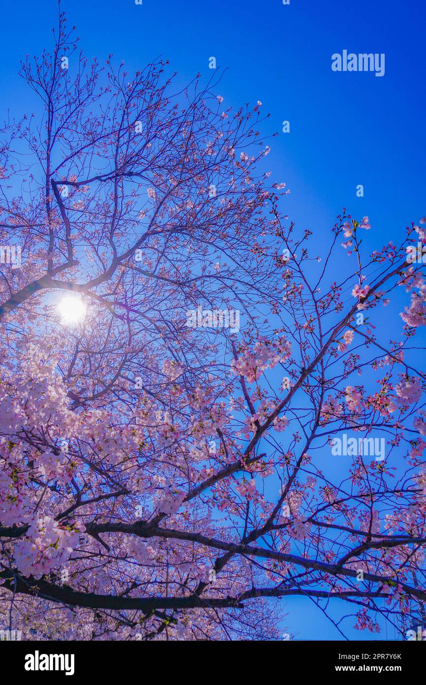 Kirschblüten entlang des ehemaligen Sumiyoshi Shibukawa Stockfoto