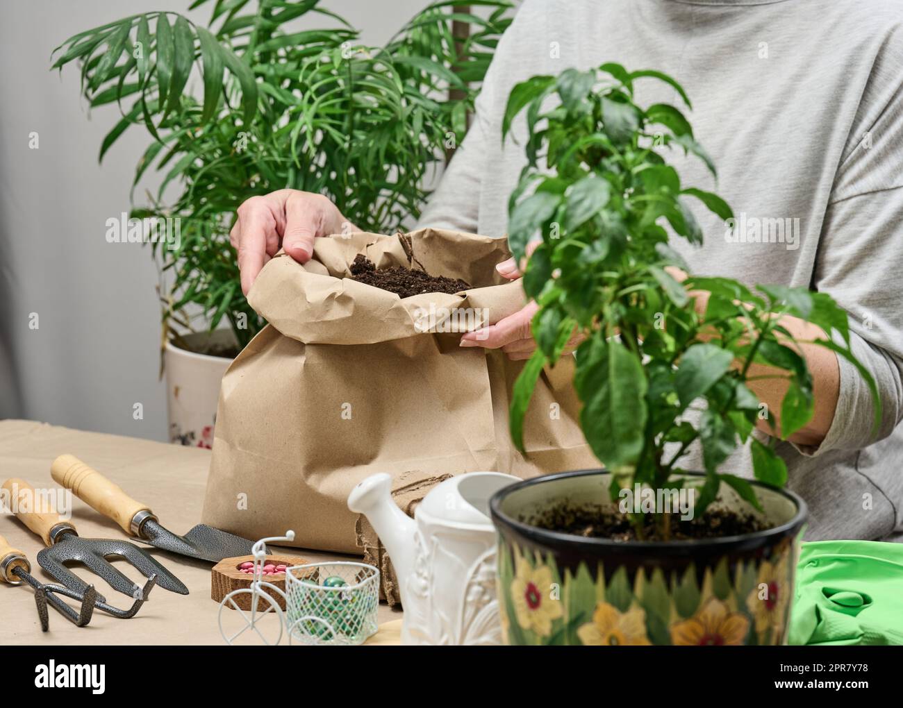 Eine Frau in grauer Kleidung hält einen Beutel Erde, um Samen in Papierbecher zu Pflanzen. Hobby und Freizeit Stockfoto