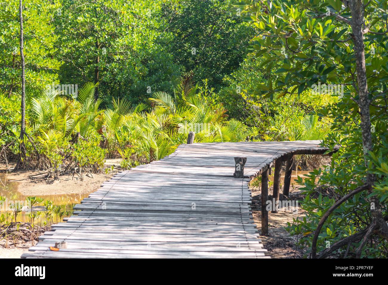 Machen Sie einen Spaziergang durch die Mangroven der Insel Ko Phayam Stockfoto