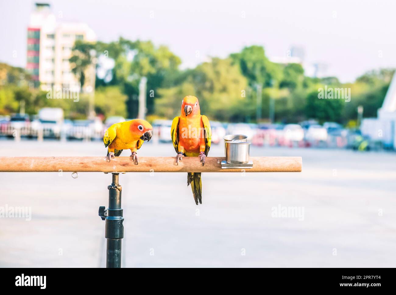 Sonne conure Papageienvögel auf Holzbar mit verschwommenem Riesen Rad im Hintergrund Stockfoto