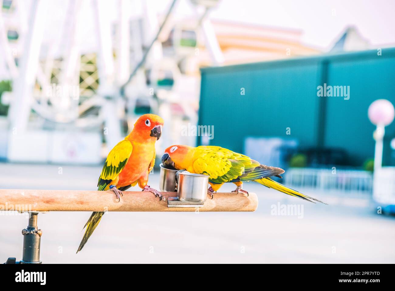 Sonne conure Papageienvögel auf Holzbar mit verschwommenem Riesen Rad im Hintergrund Stockfoto