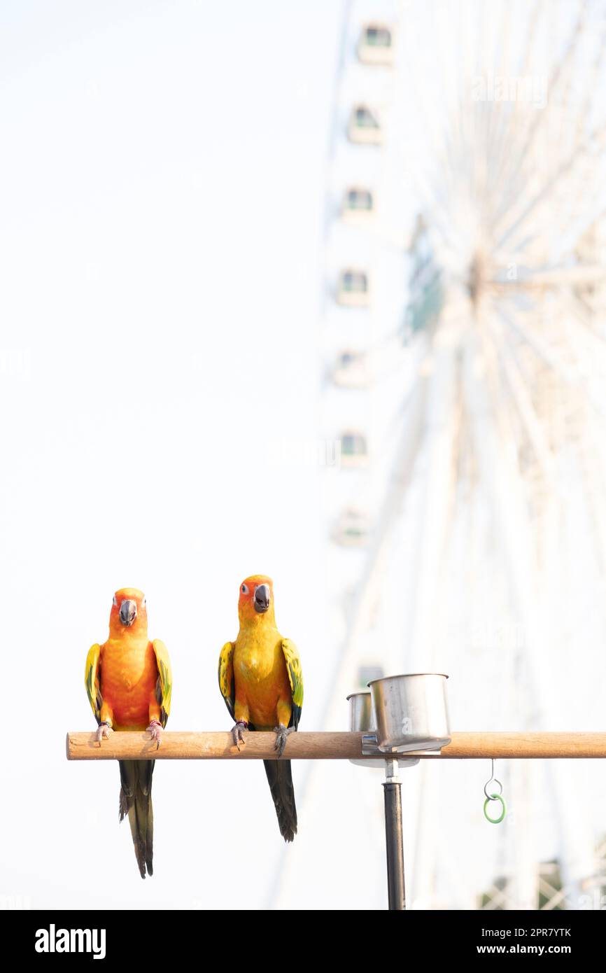 Sonne conure Papageienvögel auf Holzbar mit verschwommenem Riesen Rad im Hintergrund Stockfoto