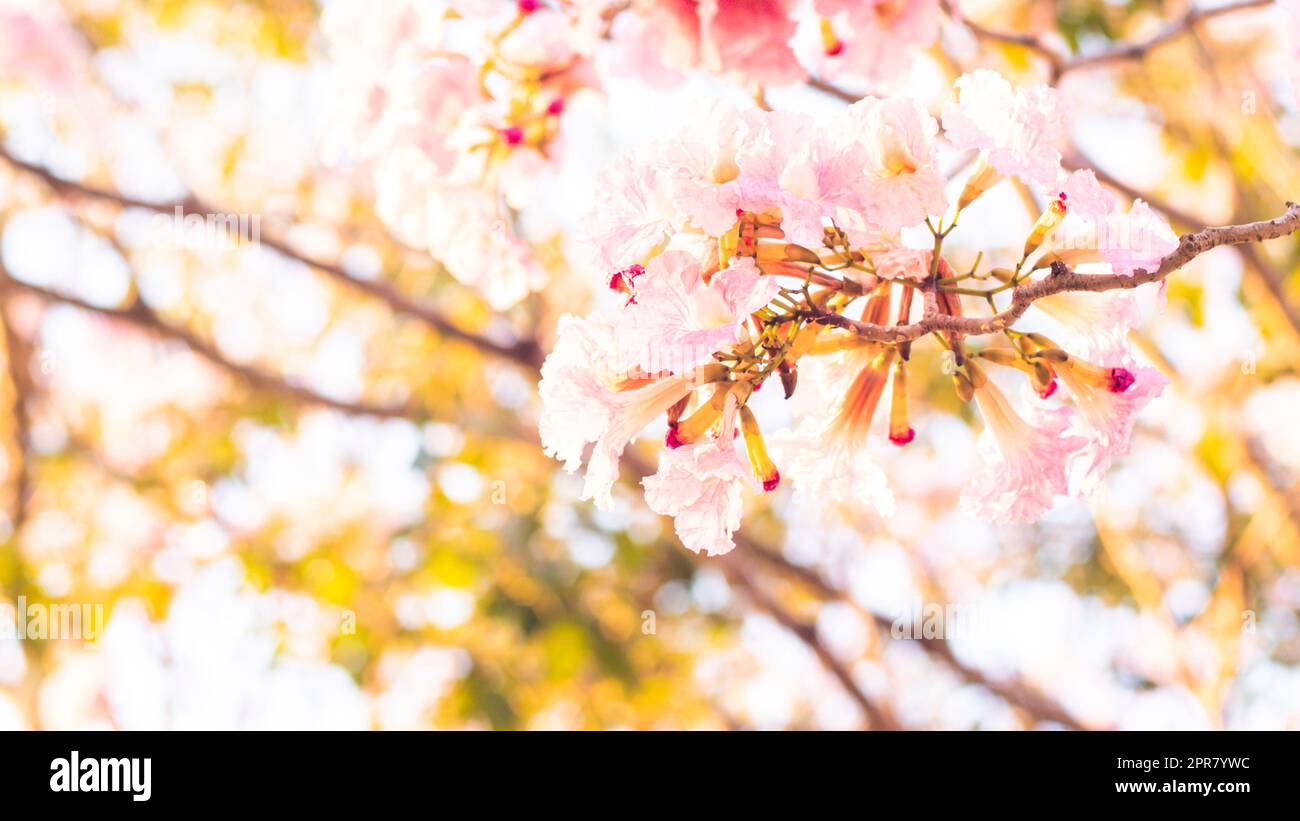 Selektiver Fokus weiches Licht schöne rosa Trompete Blume oder Tabebuia Heterophylla Stockfoto