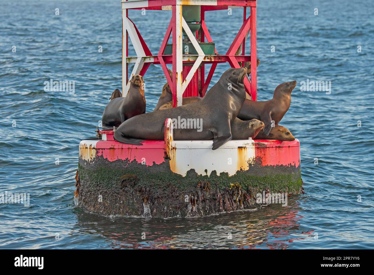Kalifornische Seelöwen, die auf einer Boje hängen Stockfoto