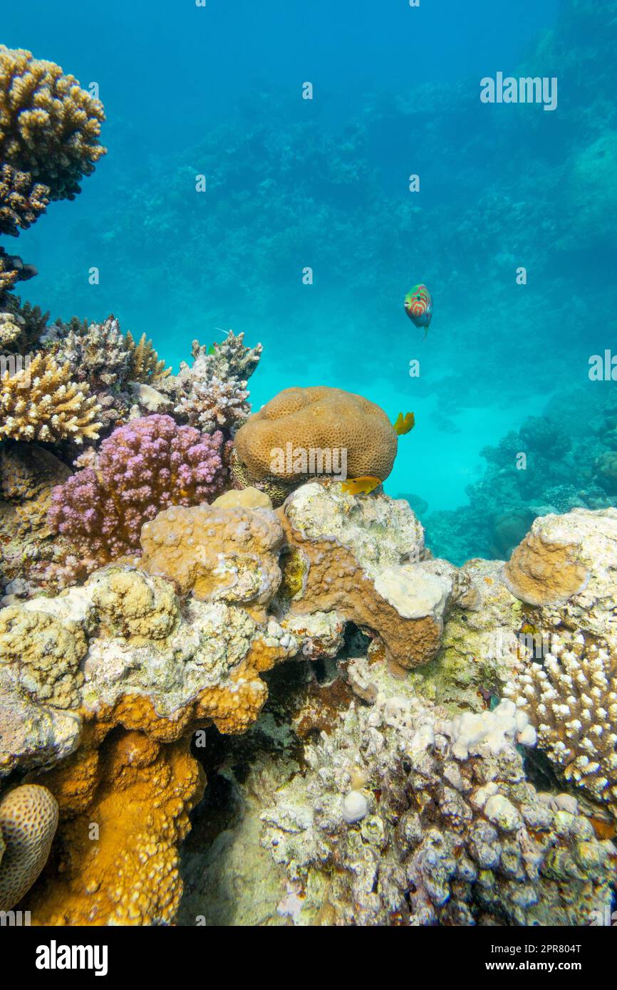 Farbenprächtiges, malerisches Korallenriff am sandigen Grund des tropischen Meeres, Hartkorallen, Unterwasserlandschaft Stockfoto
