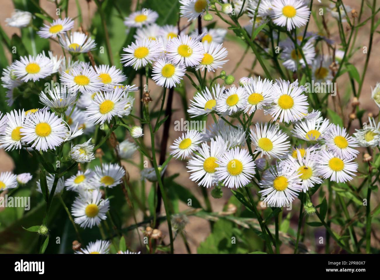 Einjähriges Berufkraut (Erigeron annuus), auch Weißes Berufkraut, Feinstrahl Stockfoto