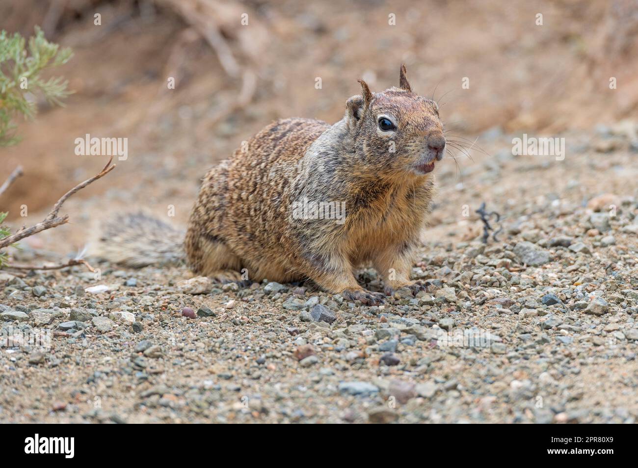 California Ground Eichhörnchen Schaut Sich Seine Umgebung An Stockfoto