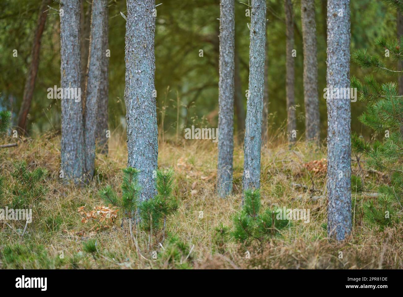 Wunderschöner Sommerwald mit Pinien. Ein malerischer Blick auf hohe Pinienwälder. Der Landschaftsblick auf den immergrünen Wald mit frischen grünen und trockenen Gräsern im üppigen Laub. Ein natürlicher Hintergrund Stockfoto